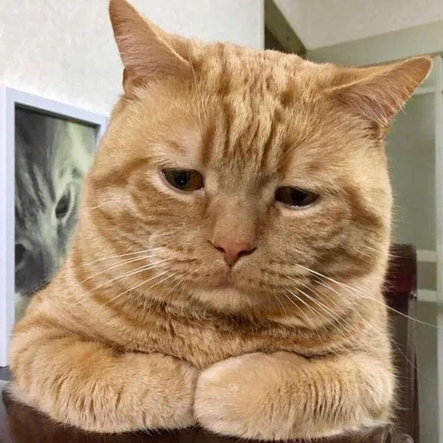 늑대친구