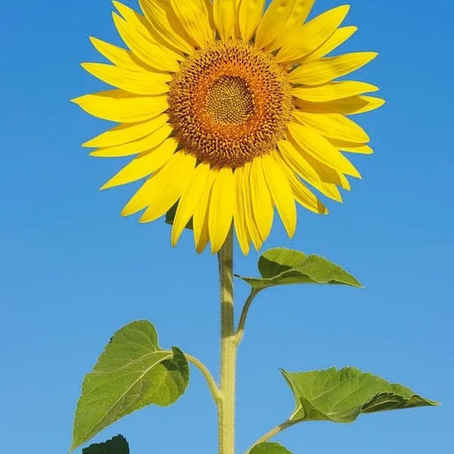 해바라기