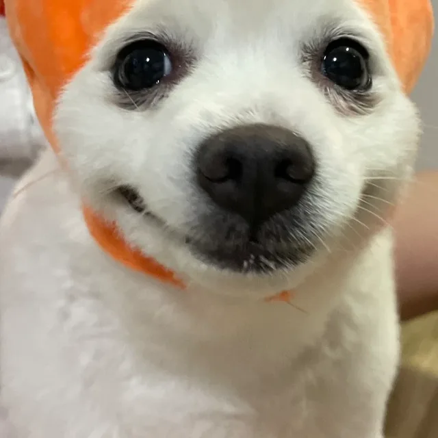 최열무