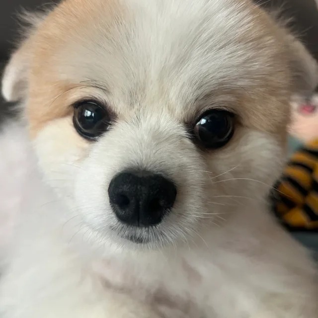 로잉