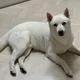 비아