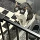 레몬