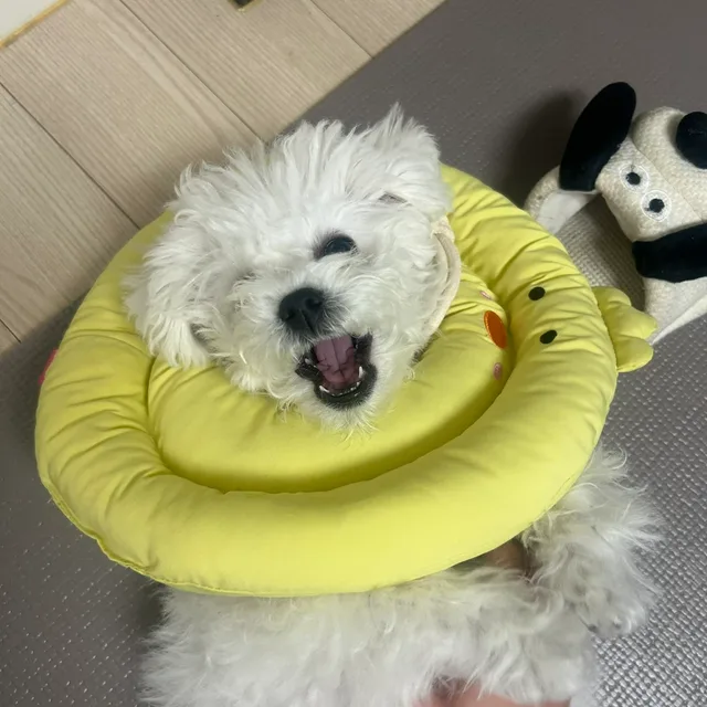 욤욤이