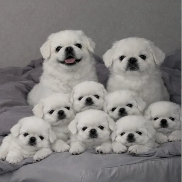 CJH