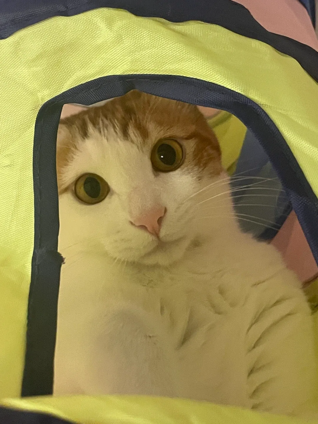 땡이
