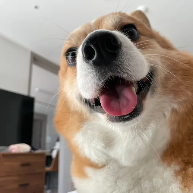 타코