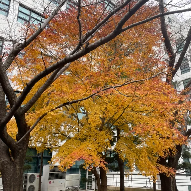 평화와축복드림