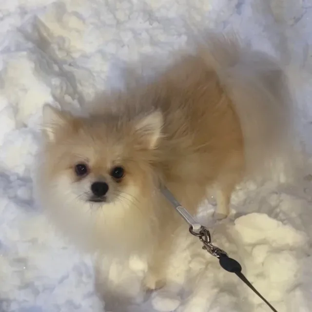 보리