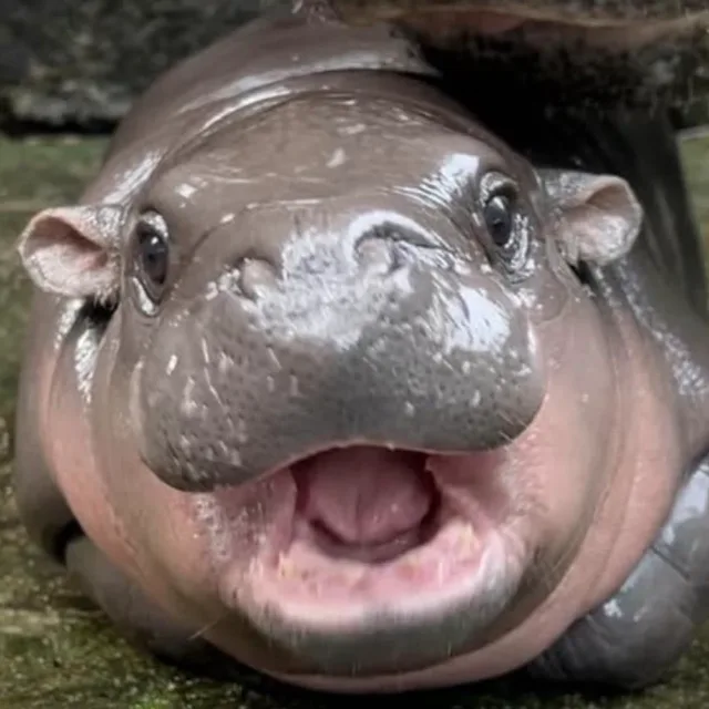 재래김