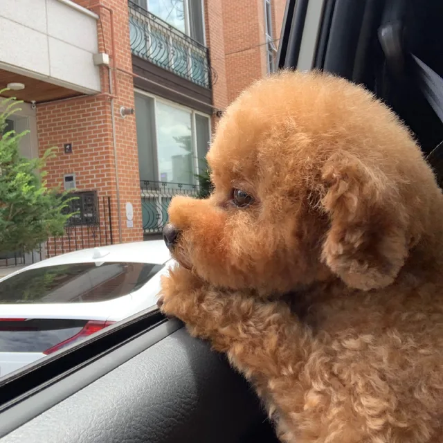 봉봉
