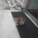 양이