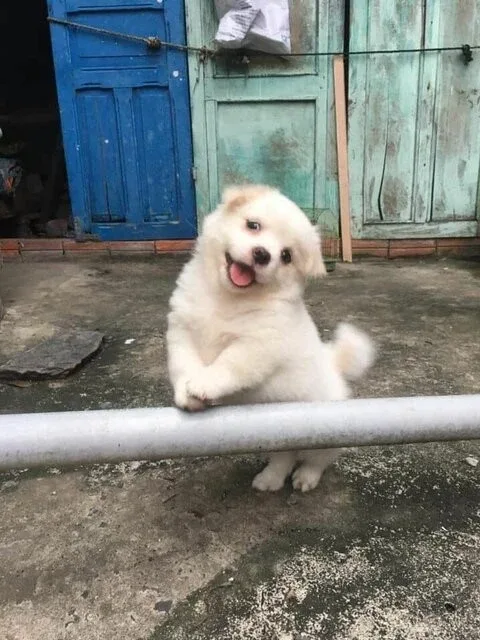 무짜코