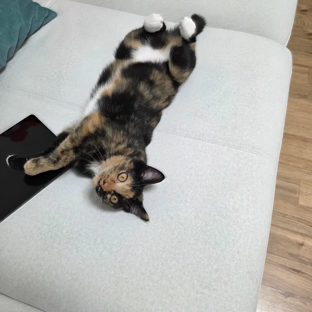 로또