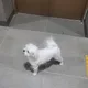 달콤이