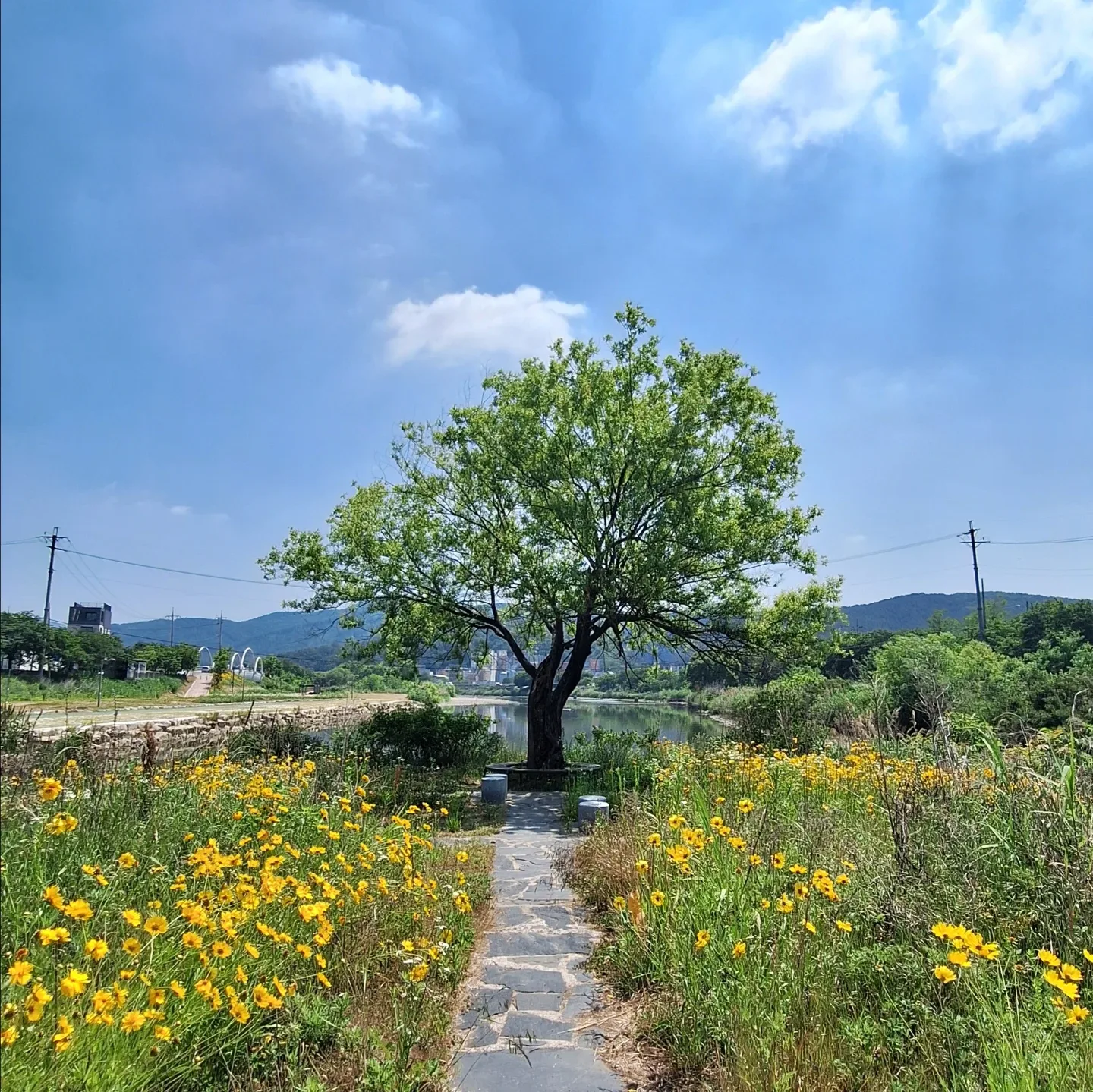 용인용가리