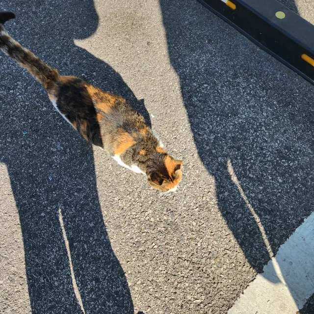 꽃님이