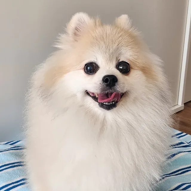 동물조아