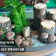 안동표고