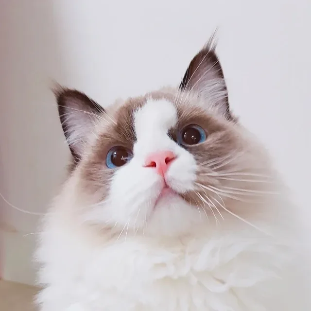 하라