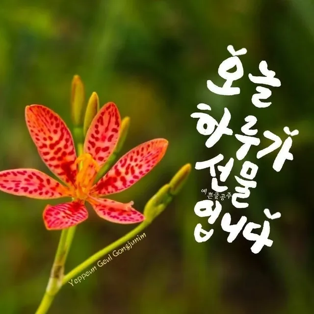 청소이모