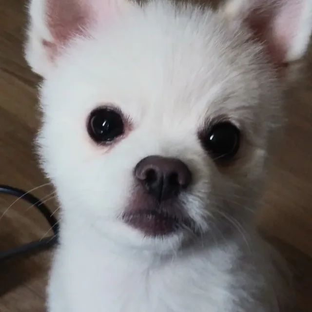 미달마미