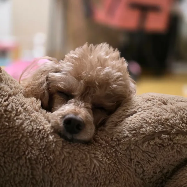 달콩맘