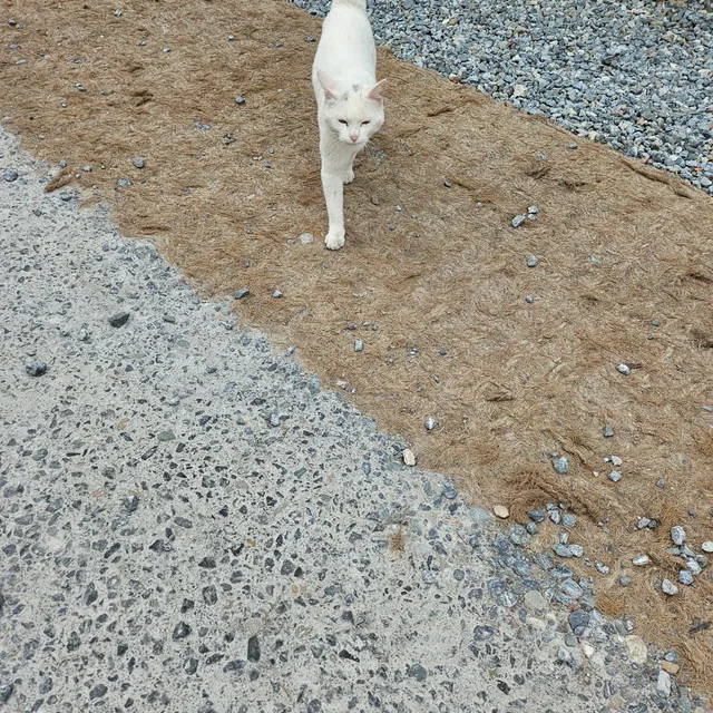 지켜본다