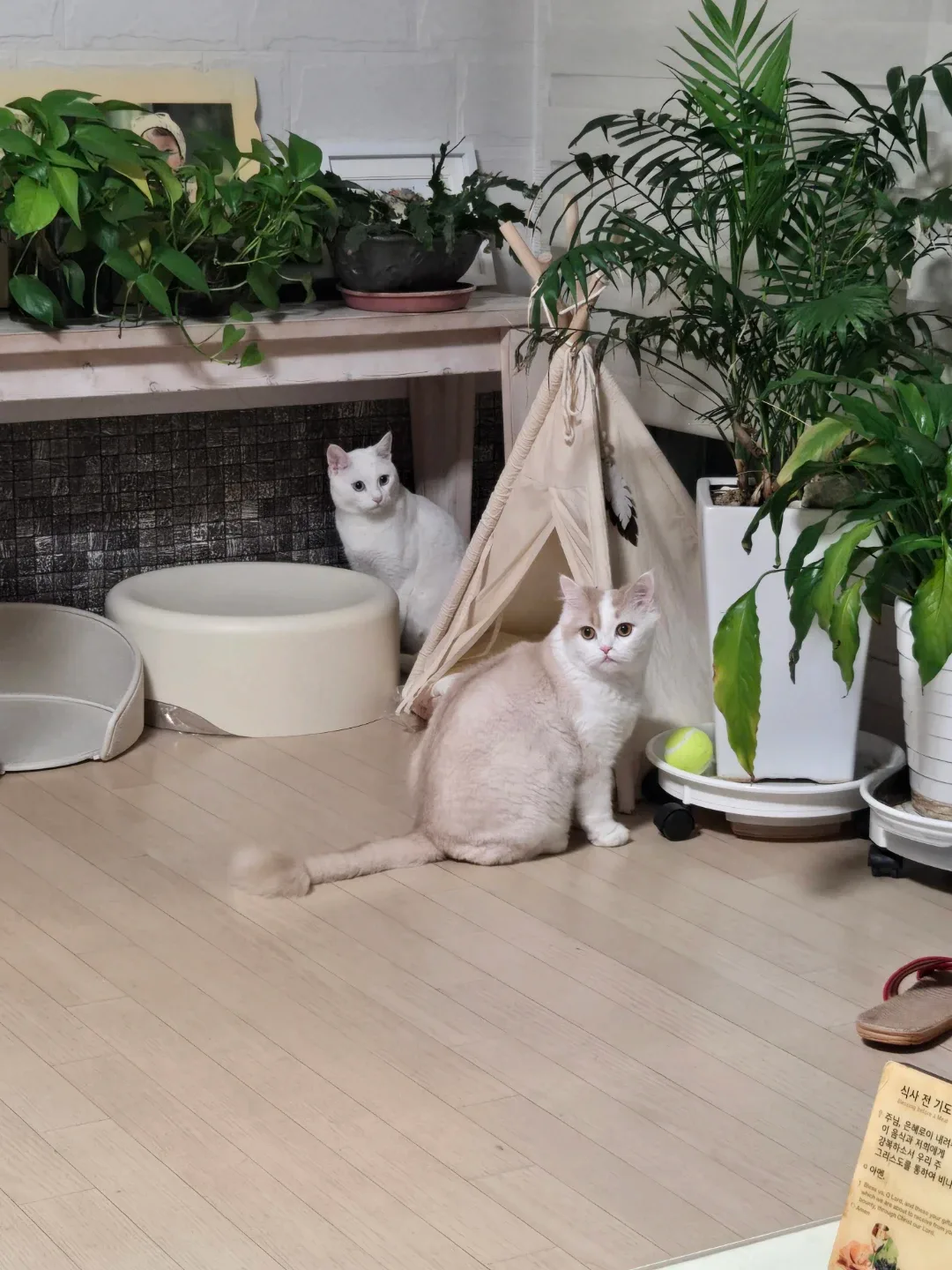 슬기로운집사생활
