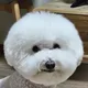 뭉치