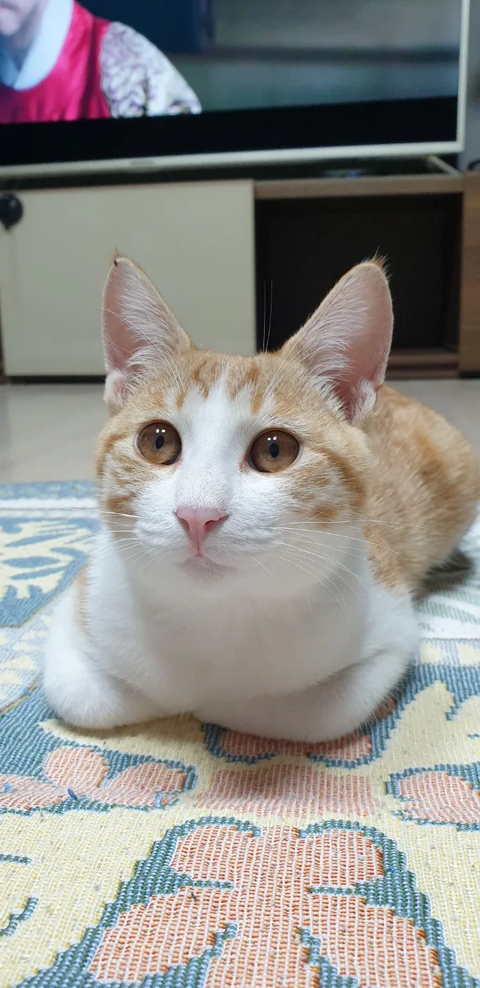 제니네