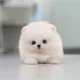 건GUN
