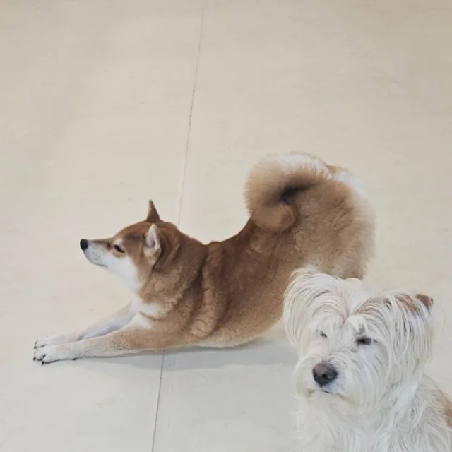 바미마밍