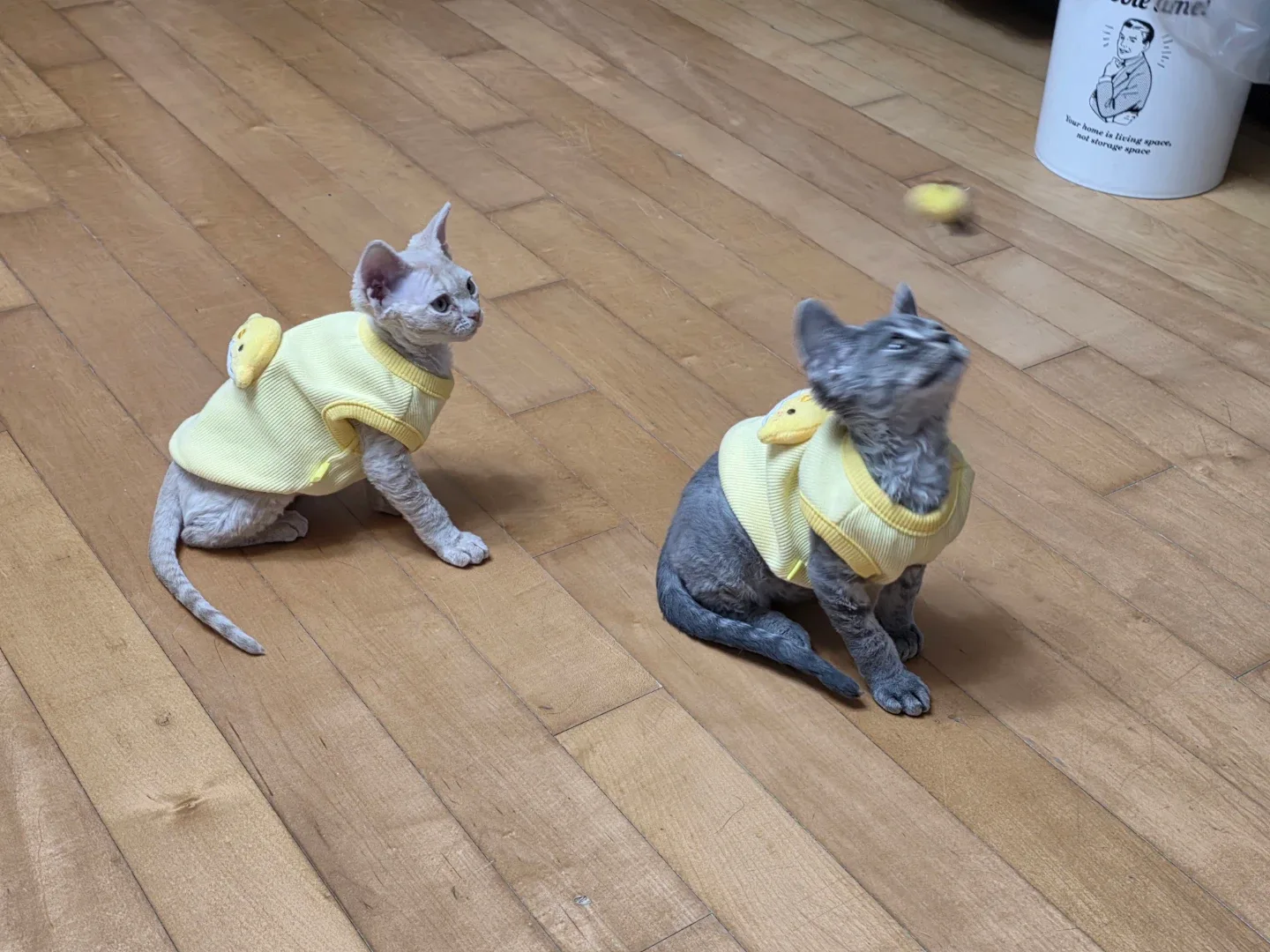 호이얍