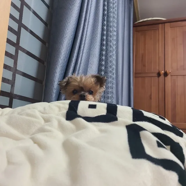 미노이