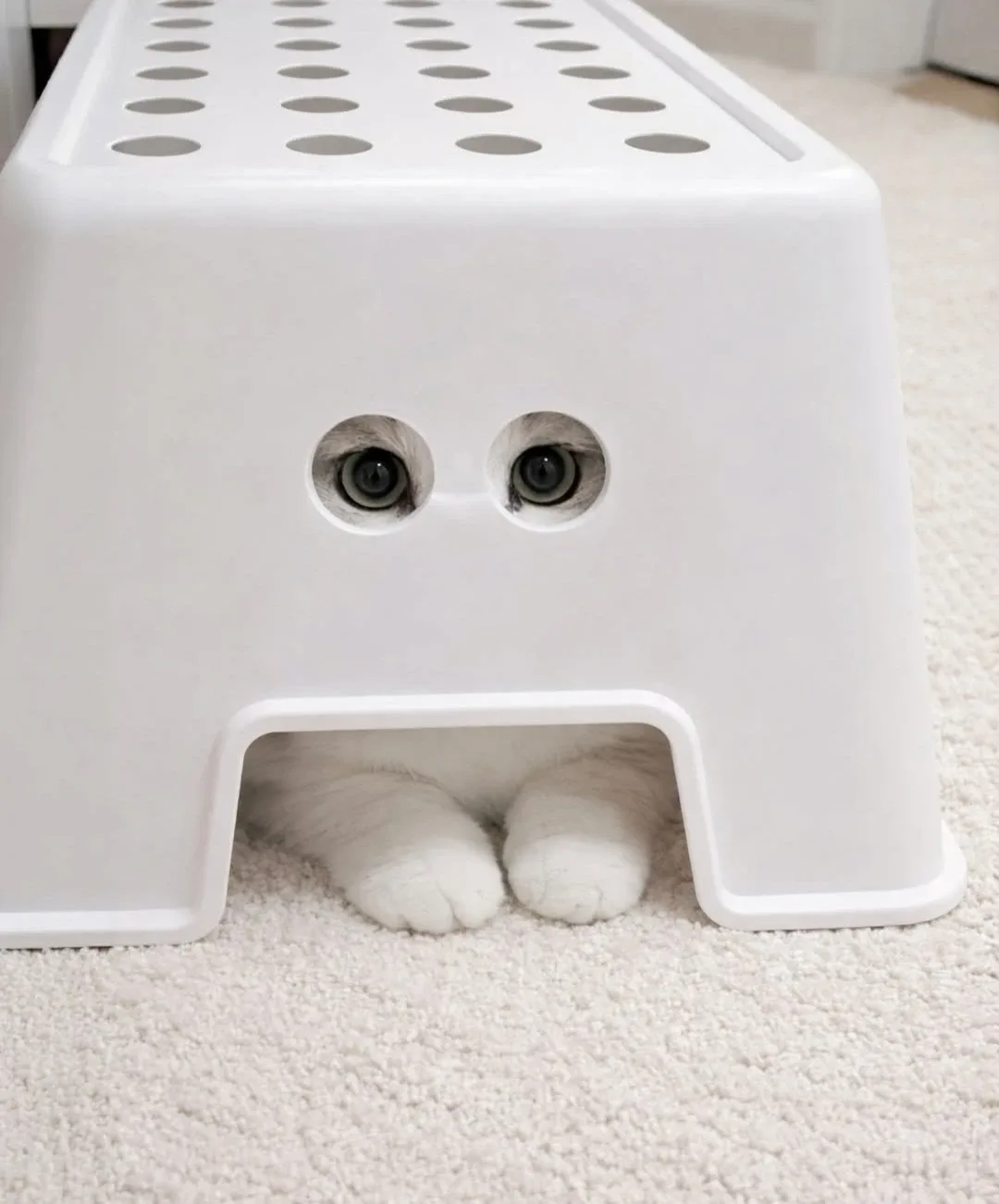 조리퐁