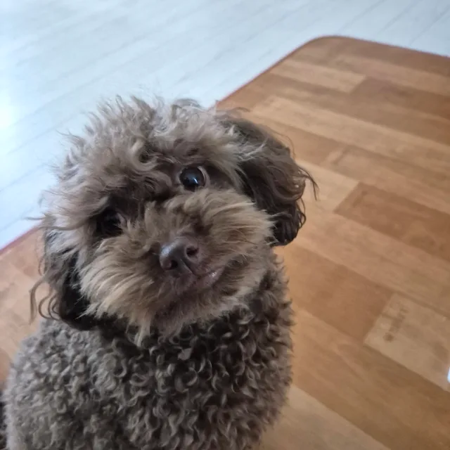 초코