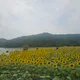 메르시