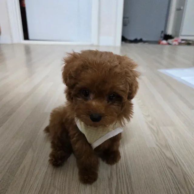 겨우리시러