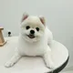 뽀식이