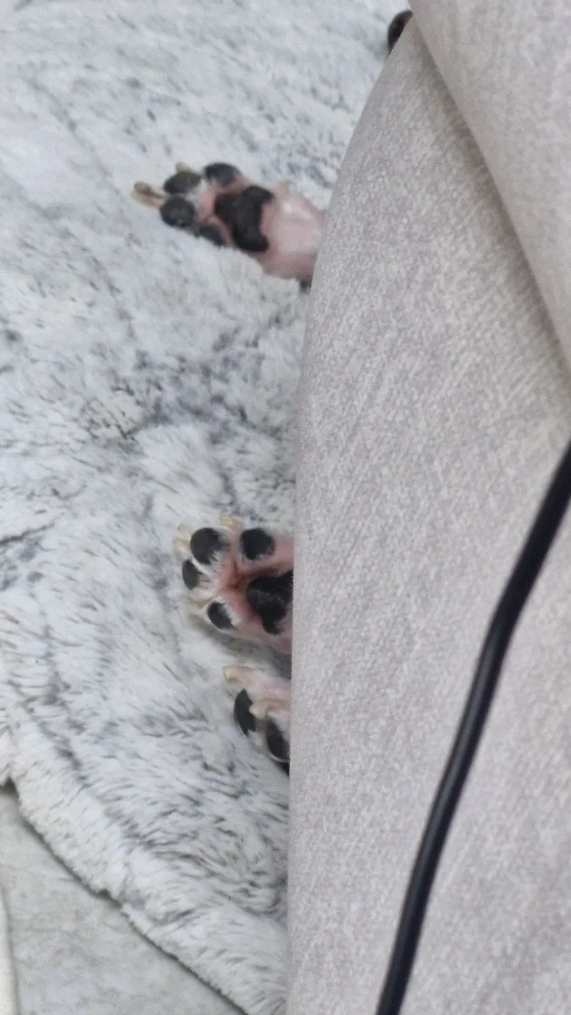 봉이