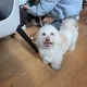 슈슈