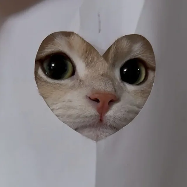 집사애옹