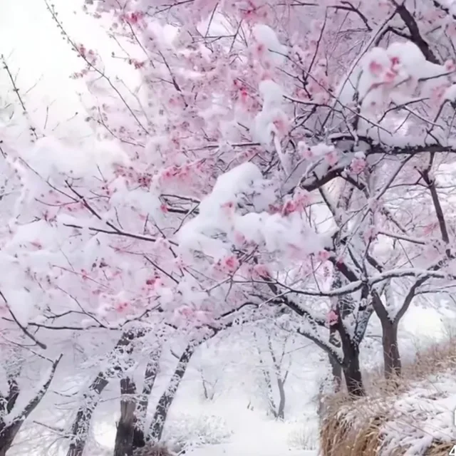 벌뜰