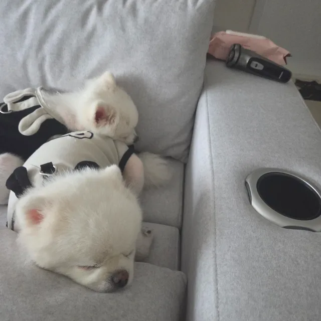조뚱