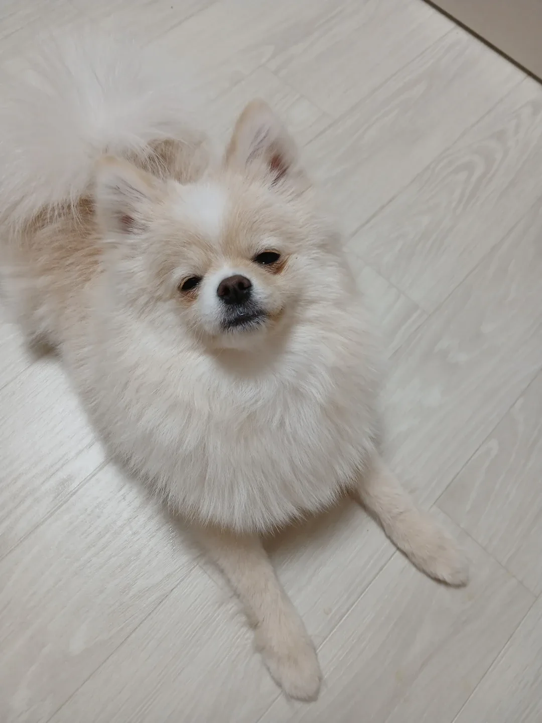 이사