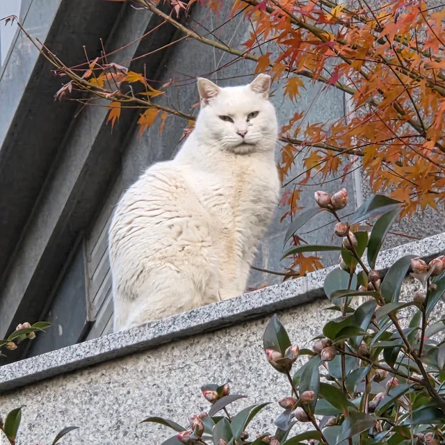 이란