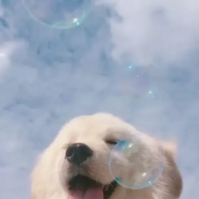 코코