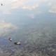 기린