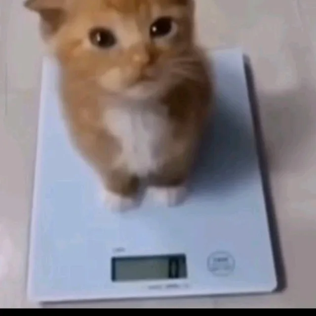 포도포