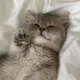 블리쓰